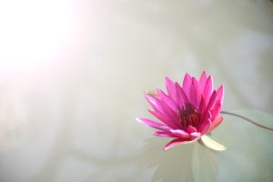 Lotus365 Customer Support in Lucknow: Complete 2026 Guide for Indian Players
